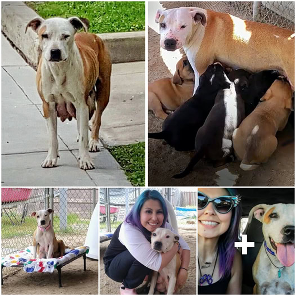 Each day after giving birth, a mother dog walked 3 kilometers in search of food to feed her puppies -ltbl