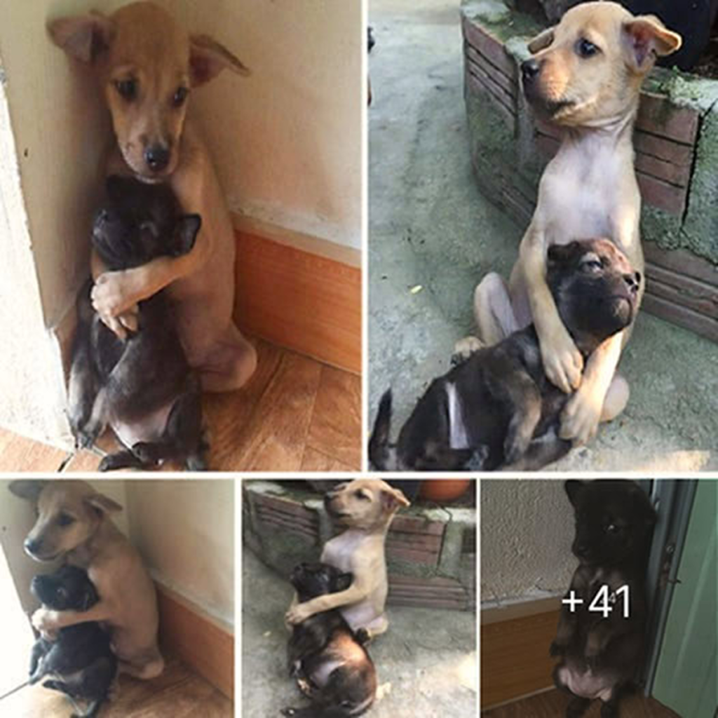 Ever since they were rescued, these two stray puppies have been clinging to each other nonstop.dvh