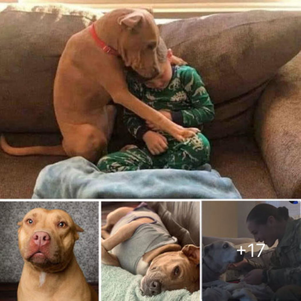 From Shelter Walls to Open Arms, Their New Life Begins with a Night Wrapped in Comfort, Kindness, and the Promise of Forever-pvth