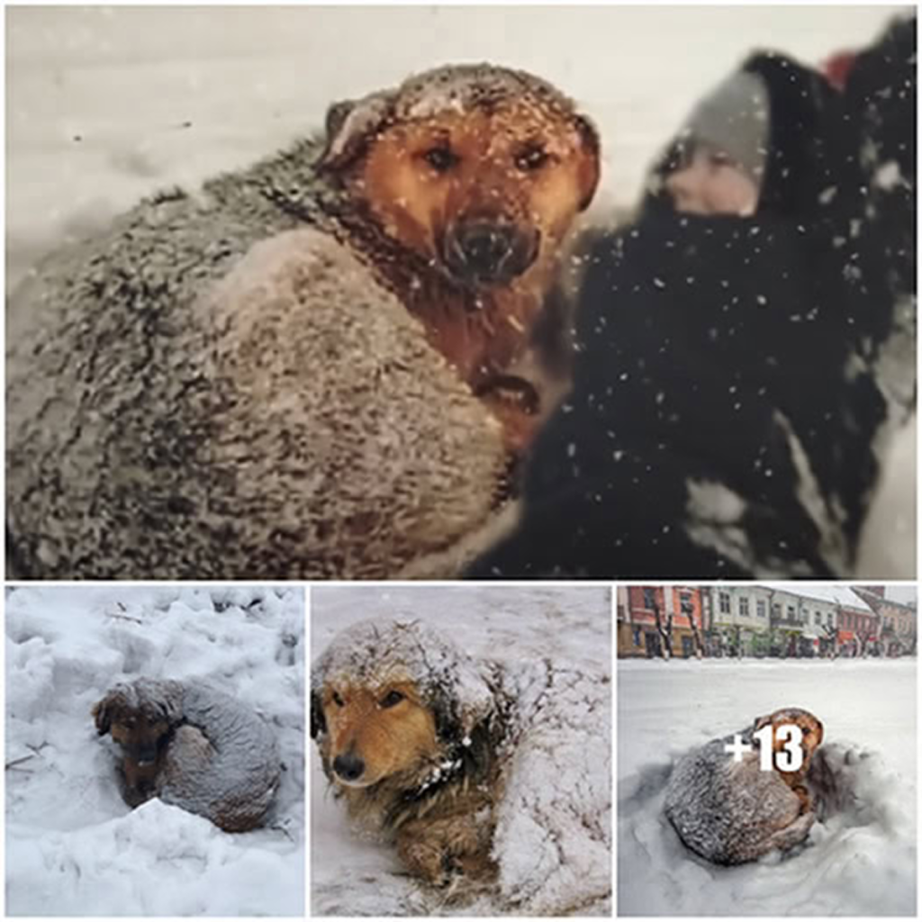 Hero Dog Saves Lost 6-Year-Old by Keeping Her Warm in -10°C Cold.dvh
