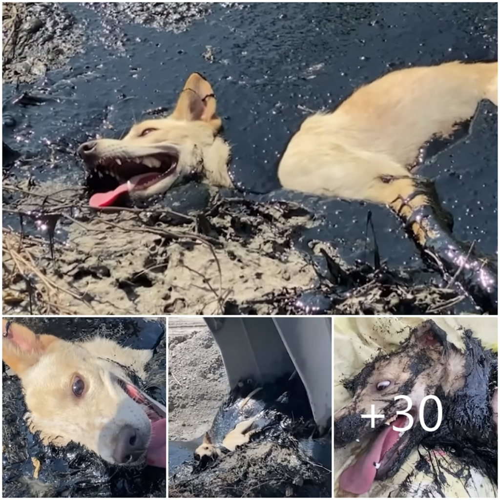 Heroes Unite to Save a Stray Dog Stuck in Hardened Rubber, a Powerful Display of Courage and Heartfelt Compassion-pvth