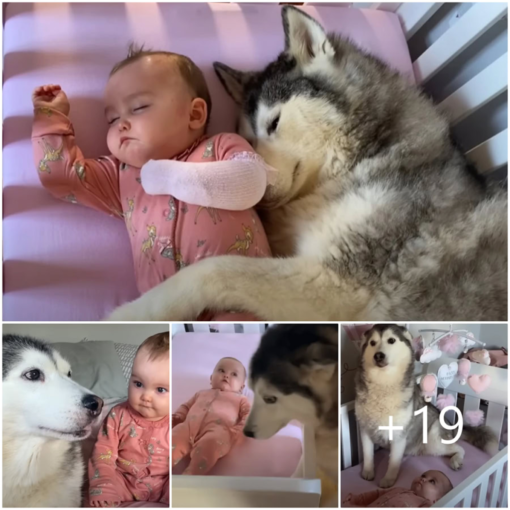 Infant Won’t Settle In Her Crib Unless Her Loyal Husky Is Curled Up Beside Her-pvth