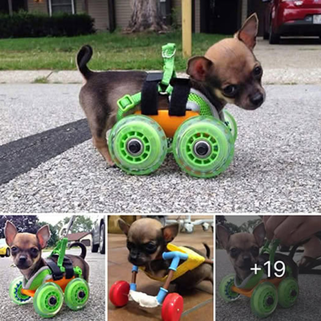 Introducing the Adorable Two-Legged Pup Who Found Joy and Unwavering Love in the Embrace of a Caring Young Friend—A Touching Tale of Strength and Hope-pvth