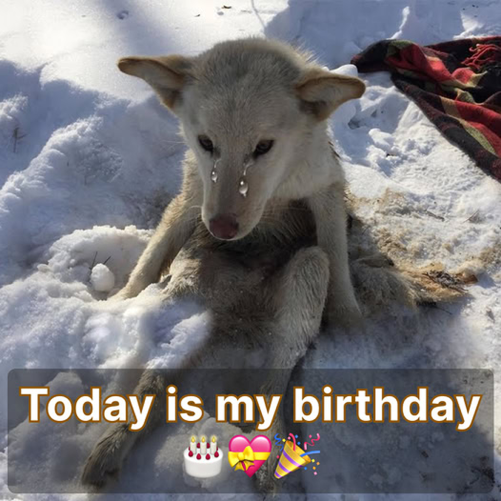 It’s my birthday today. I know I’m adorable, but still no one has wished me. I still love you all so much 🎂😔 -ltbl