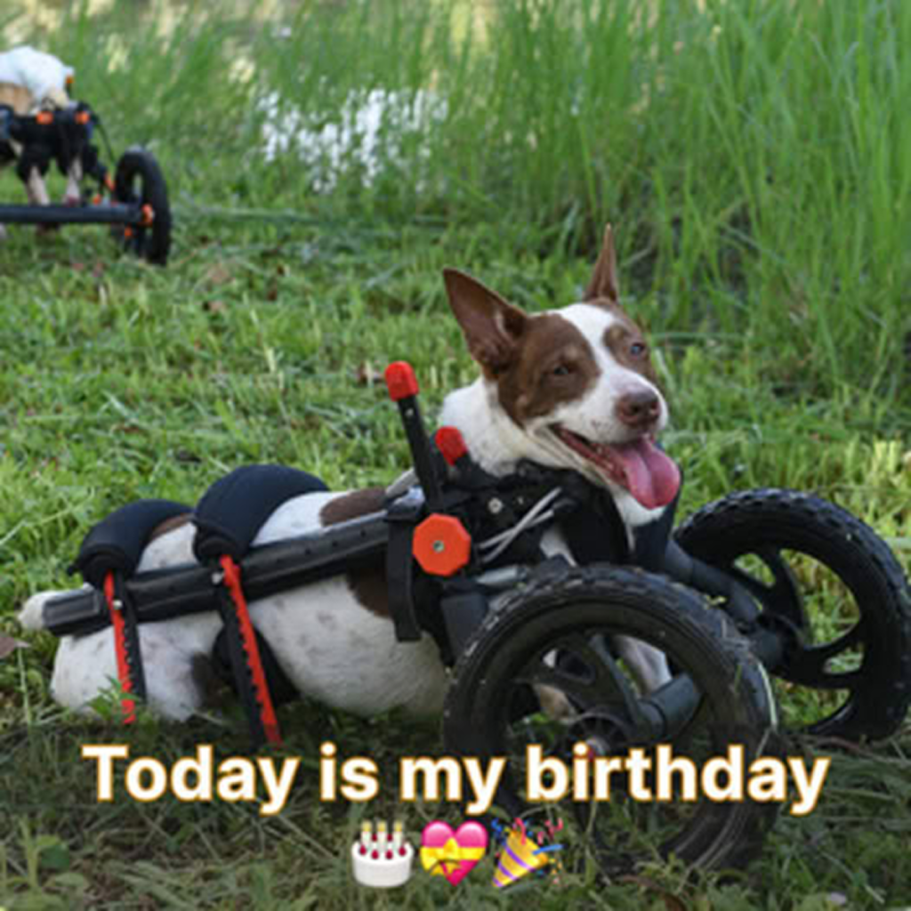 It's my birthday today, yet the absence of birthday wishes has left me feeling down. -dtht