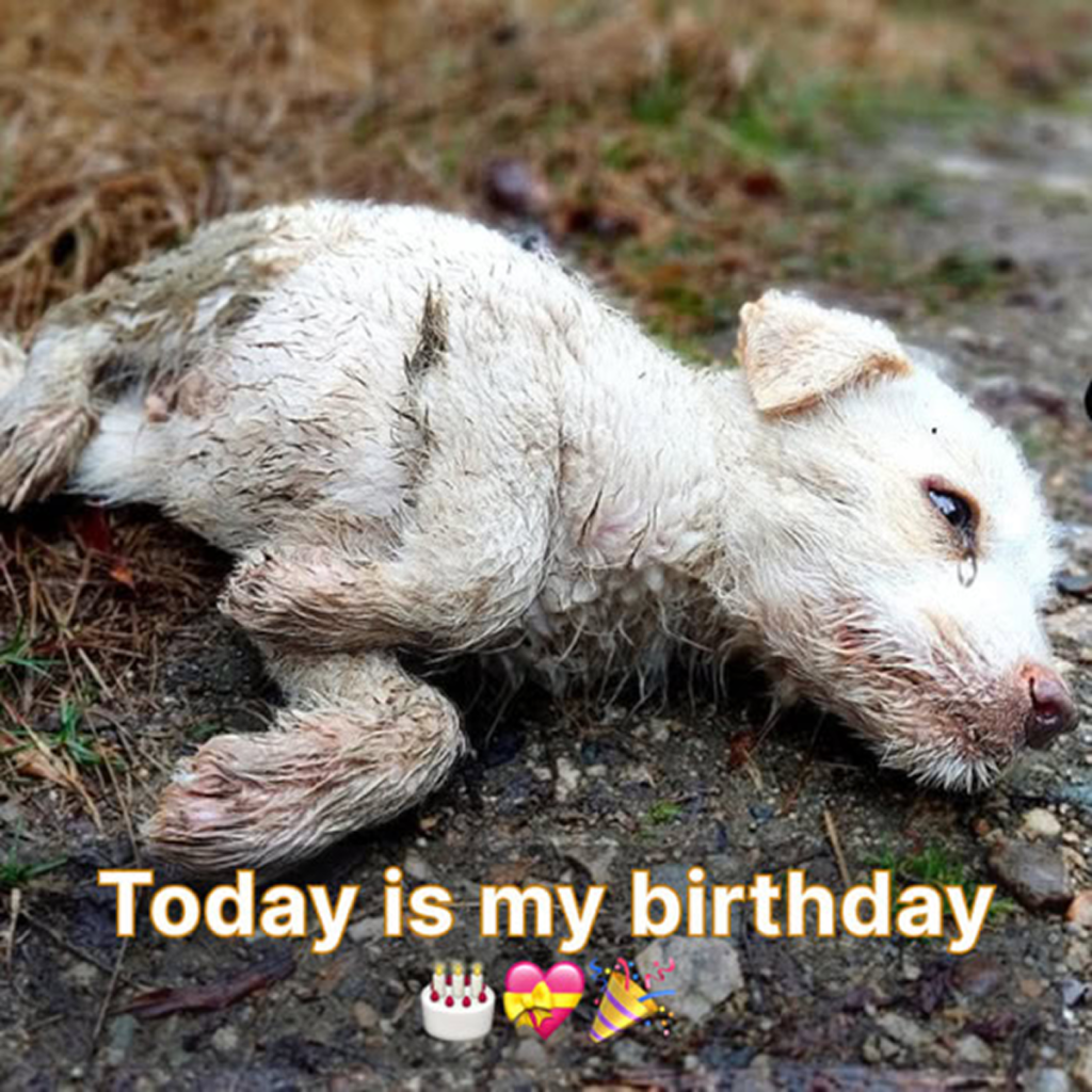 It’s my birthday today—I’m hoping for a little love and maybe a few heartfelt wishes to brighten the day. 🎂😔 -ltbl