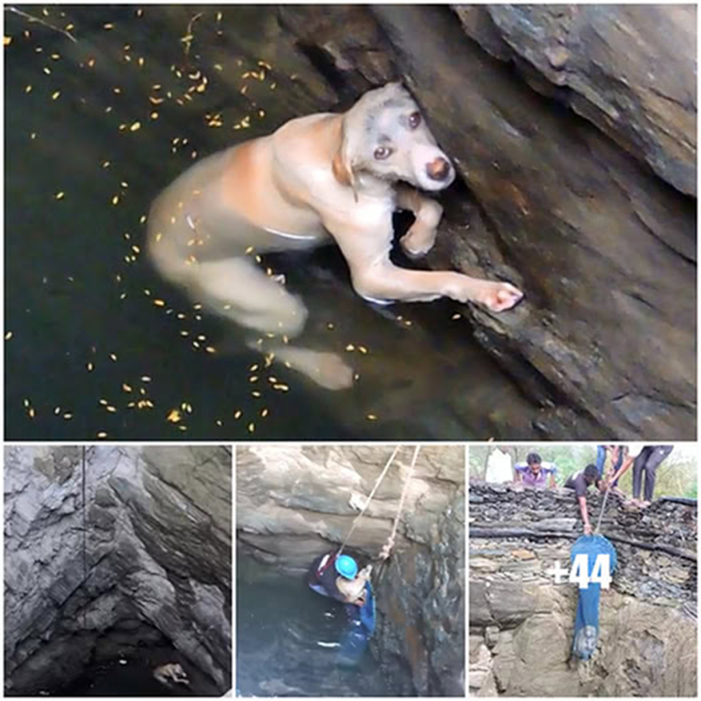 Left abandoned and broken, this dog discovered strength, love, and a reason to trust once more.dvh