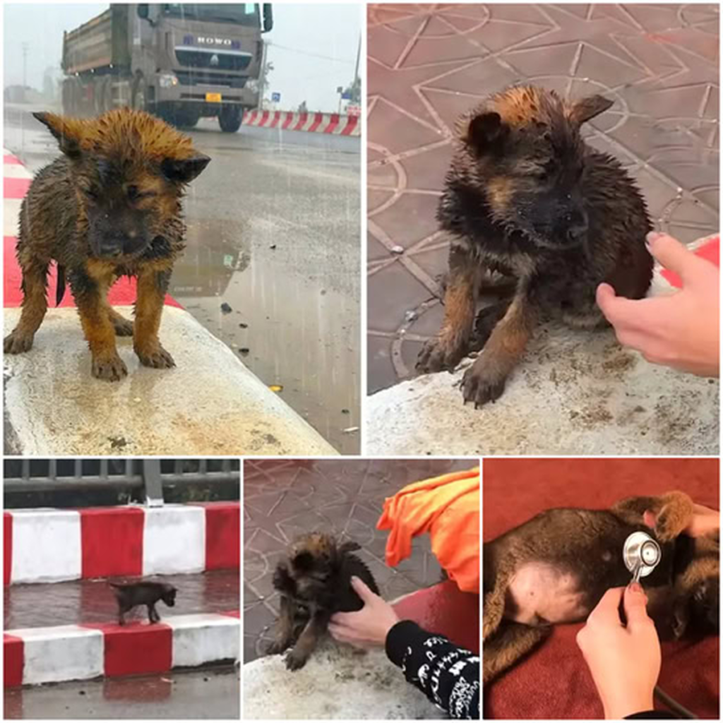 Left alone on the highway in the freezing rain, a helpless puppy lets out heart-wrenching cries, yearning for warmth and a safe haven -ltbl