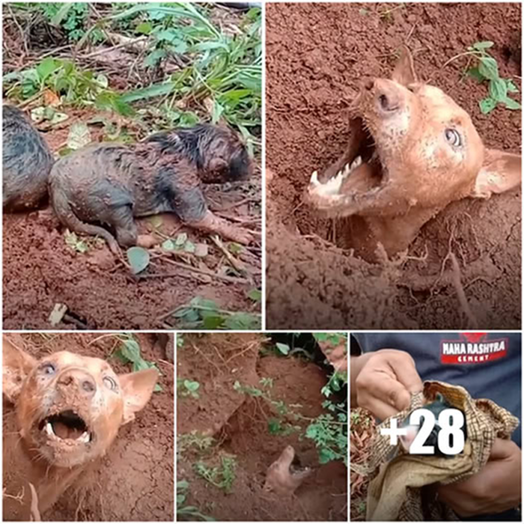 Local residents show unwavering determination as they tirelessly work to reunite a mother dog with her puppies after a devastating landslide.dvh