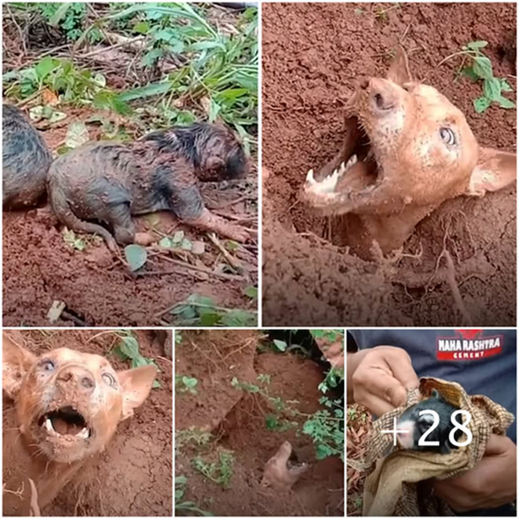 Local residents worked tirelessly to reunite a mother dog with her puppies after a landslide.dvh
