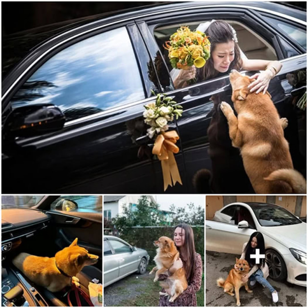 Loyal Dog Travels 70km on Foot Just to Attend His Owner’s Wedding, Leaving Guests in Tears-pvthIn a small town, amidst the tranquility of a sorrowful day, a loyal canine embarked on a poignant journey. The air was heavy with emotion as the dog, with unwavering determination, chased tirelessly through the familiar streets. His eyes gleamed with anticipation, for he yearned to catch a final glimpse of his beloved owner before bidding her a heartfelt farewell. As the dog weaved through the cobblestone paths, his paws echoed the urgency of his mission. The town, usually filled with the hustle and bustle of daily life, now stood still as the loyal companion raced against time. The poignant scene unfolded against the backdrop of a somber day, adding to the weight of the impending farewell. At the heart of this emotional pursuit was a flower-adorned car, patiently waiting to carry the owner to her final resting place. The dog, unaware of the finality of the moment, pressed on, fueled by an instinctive devotion to the person who had been his source of joy and comfort. The townsfolk, observing this bittersweet spectacle, couldn’t help but be moved by the loyalty displayed by the four-legged friend. The air was filled with a silent acknowledgment of the deep bond between the dog and his departing owner.