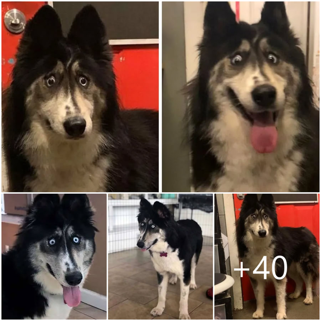 Meet Jubilee, the Sweet “Imperfect” Husky Who Was Left Behind—Still Longing for a Family to Embrace Her Just the Way She Is-pvth