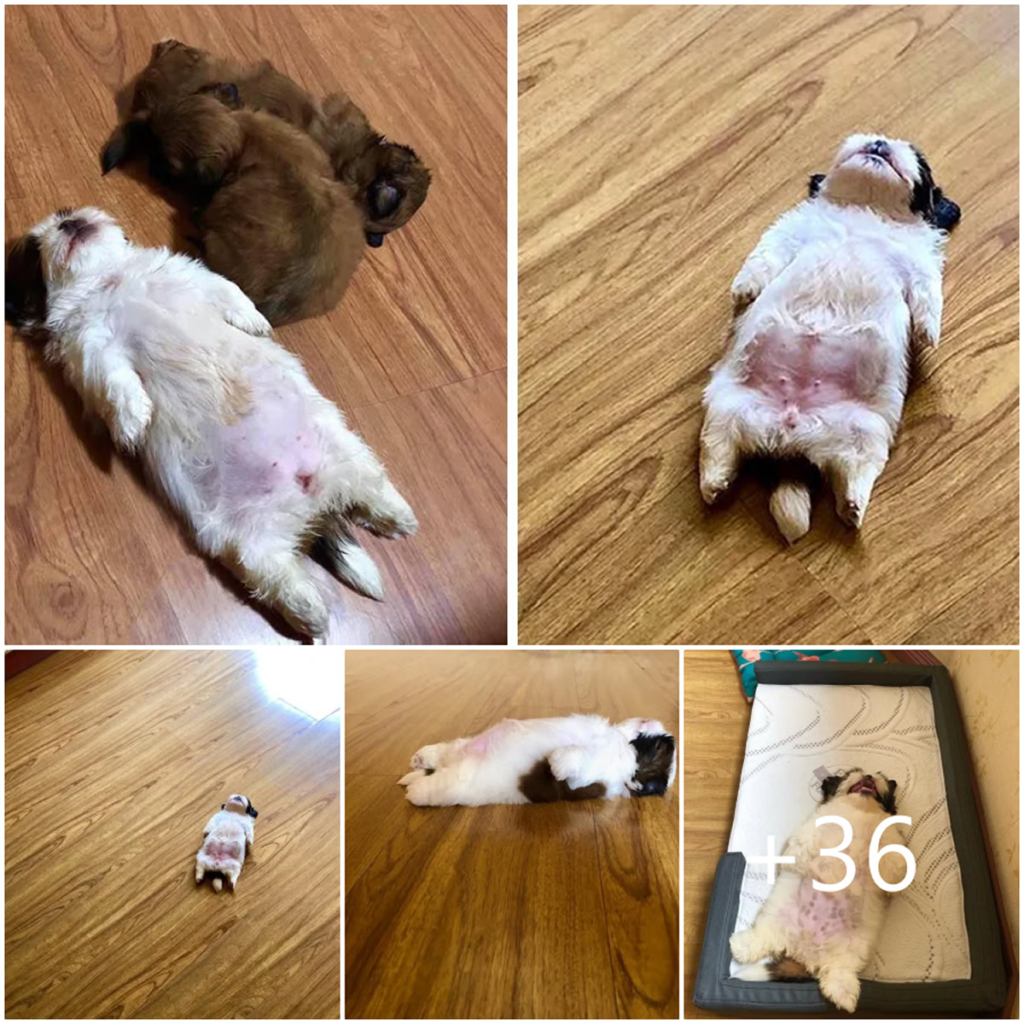 Meet Paningning, the irresistibly cute pup winning hearts on Instagram with her hilariously quirky sleeping positions-pvth
