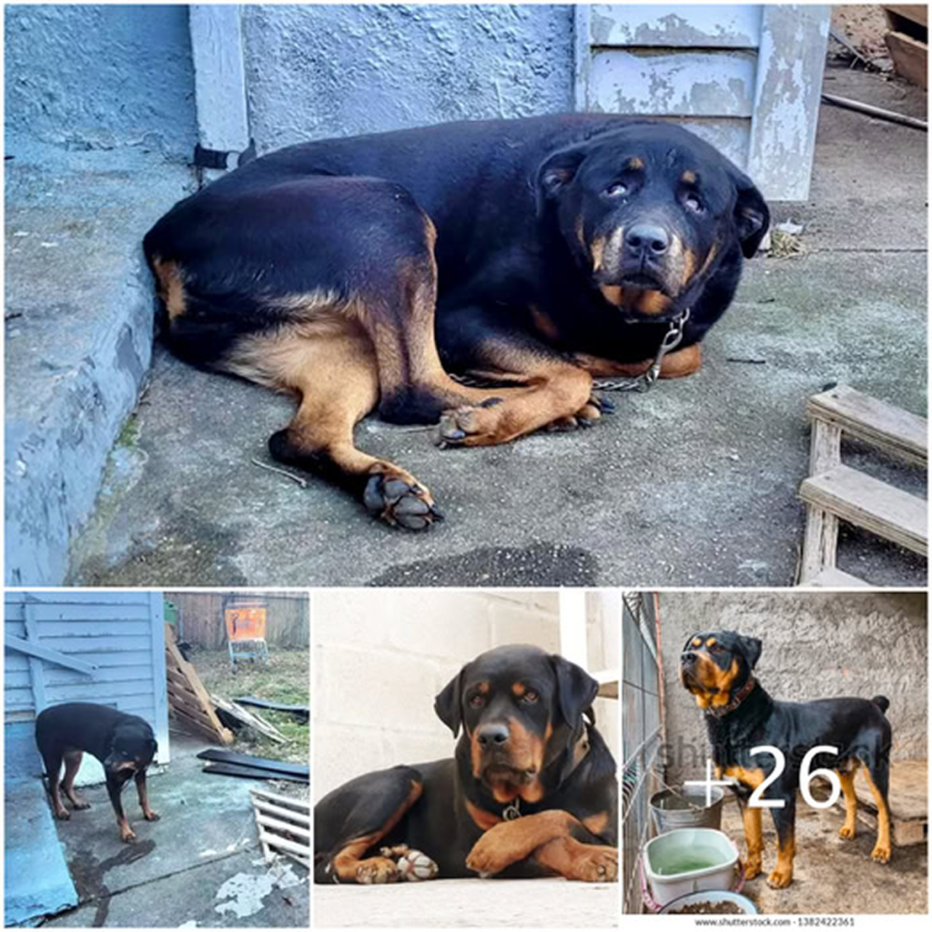 "New Jersey Rescuers Save Sweet Senior Dog Found Abandoned in the Cold, Chained Outside."dvh