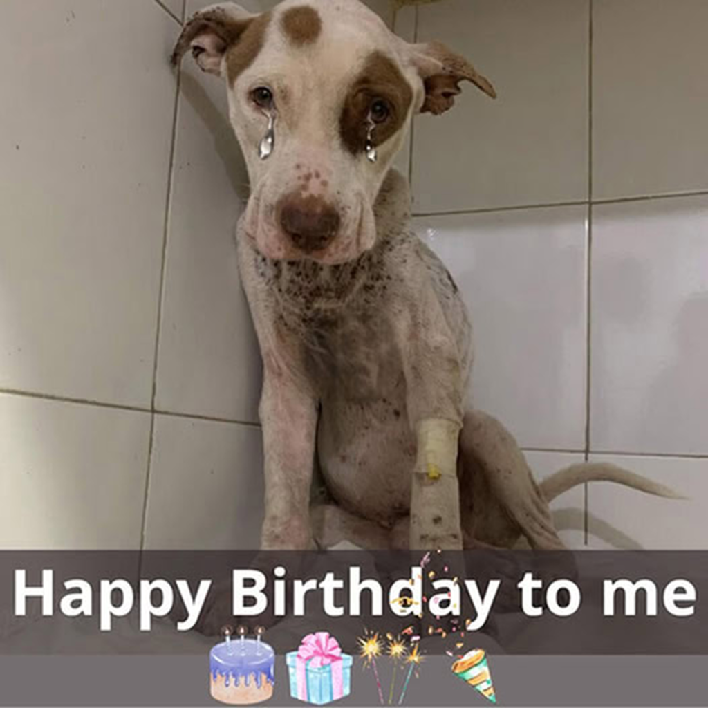 No one has wished me a happy birthday yet, even though today is my special day. I feel like I’m about to cry. ‎ -dtht