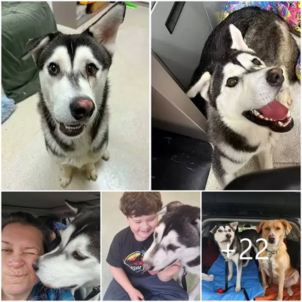 Once Overlooked for His Quirky Grin, a Neglected Husky Touches Hearts—Until One Family Drives 2,600 Miles to Embrace His One-of-a-Kind Spirit Forever-pvth