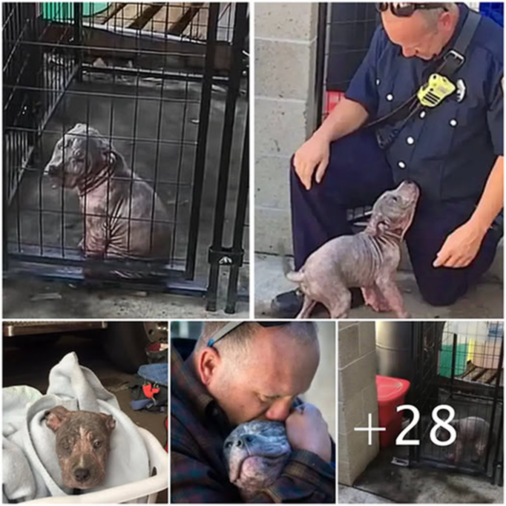 Once a lonely shelter puppy, she now radiates joy as the firefighter who saved her comes back to adopt her, turning her sorrow into sheer happiness -ltbl