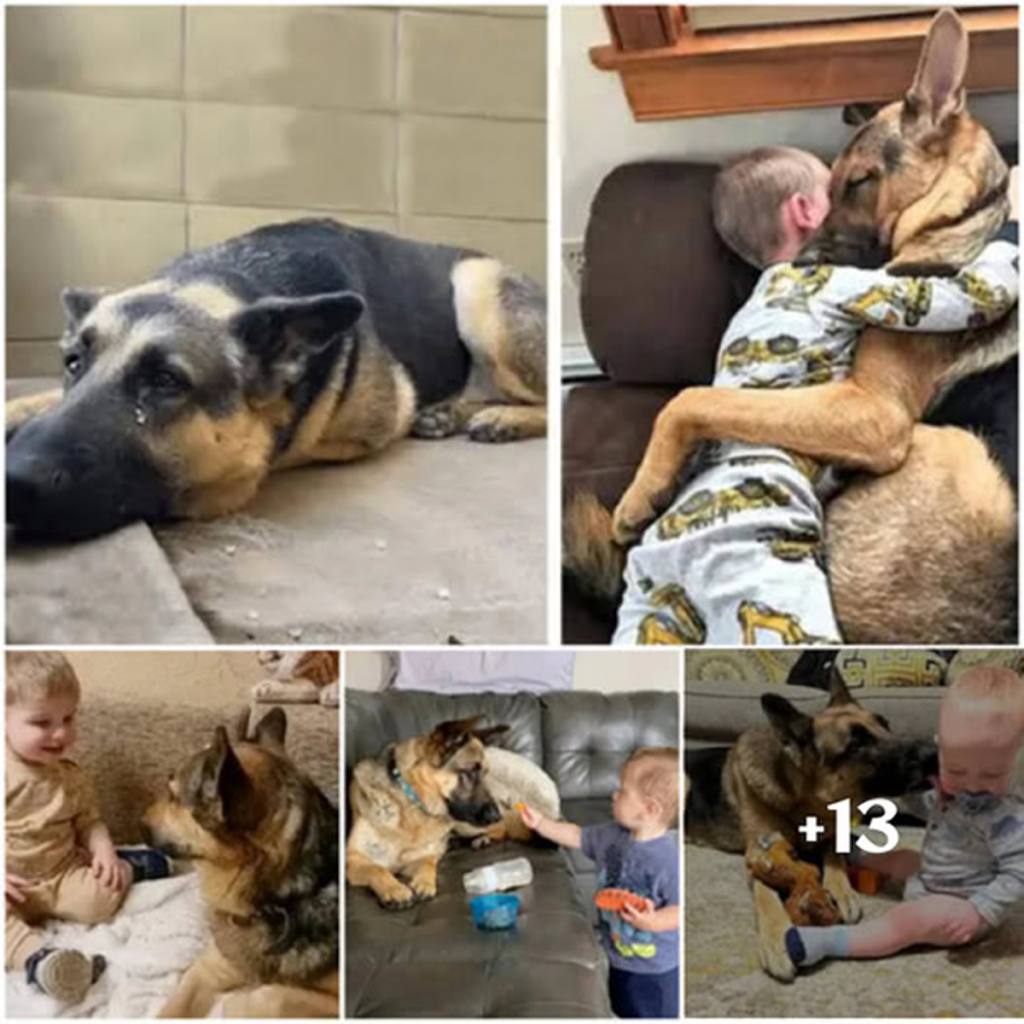 Once abandoned, now cherished — the uplifting story of a rescued dog’s path to a loving forever home -ltbl