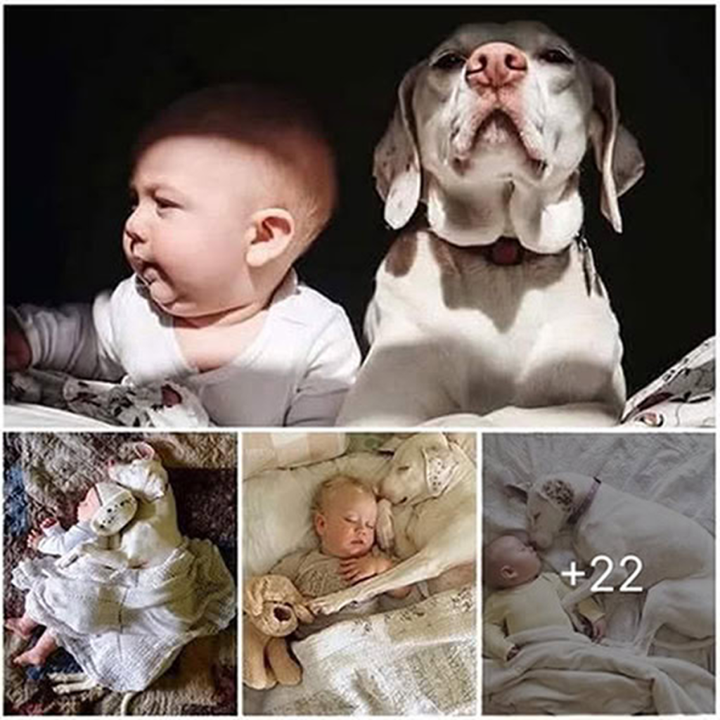 Once abandoned, now cherished—A dog's sorrowful past disappears as a kind child fills its life with love.dvhv