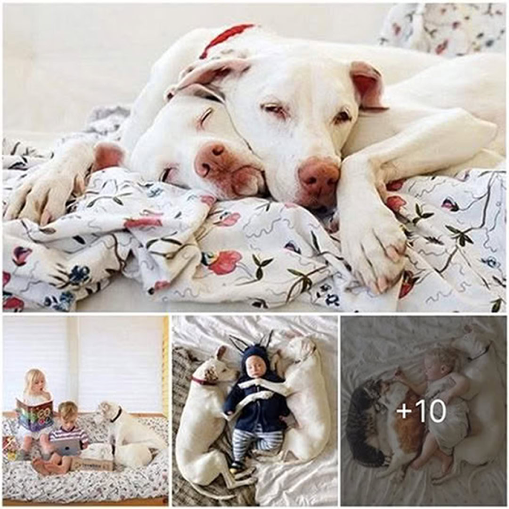 Once broken by abuse, the dog found healing and happiness in the arms of a kind-hearted child who showed him what true love really means-pvth