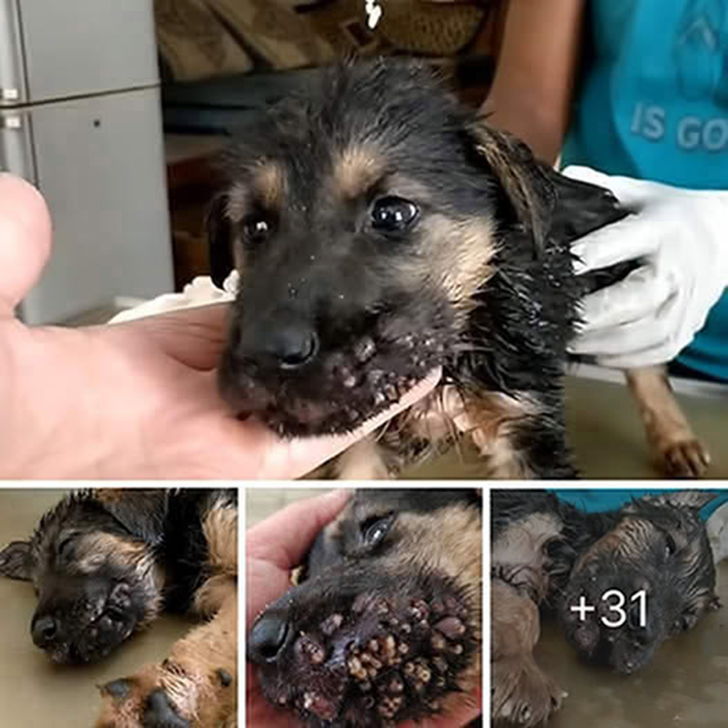 Poor little dog! It suffered from severe parasite infestations in its mouth, causing it a lot of pain and discomfort.dvh