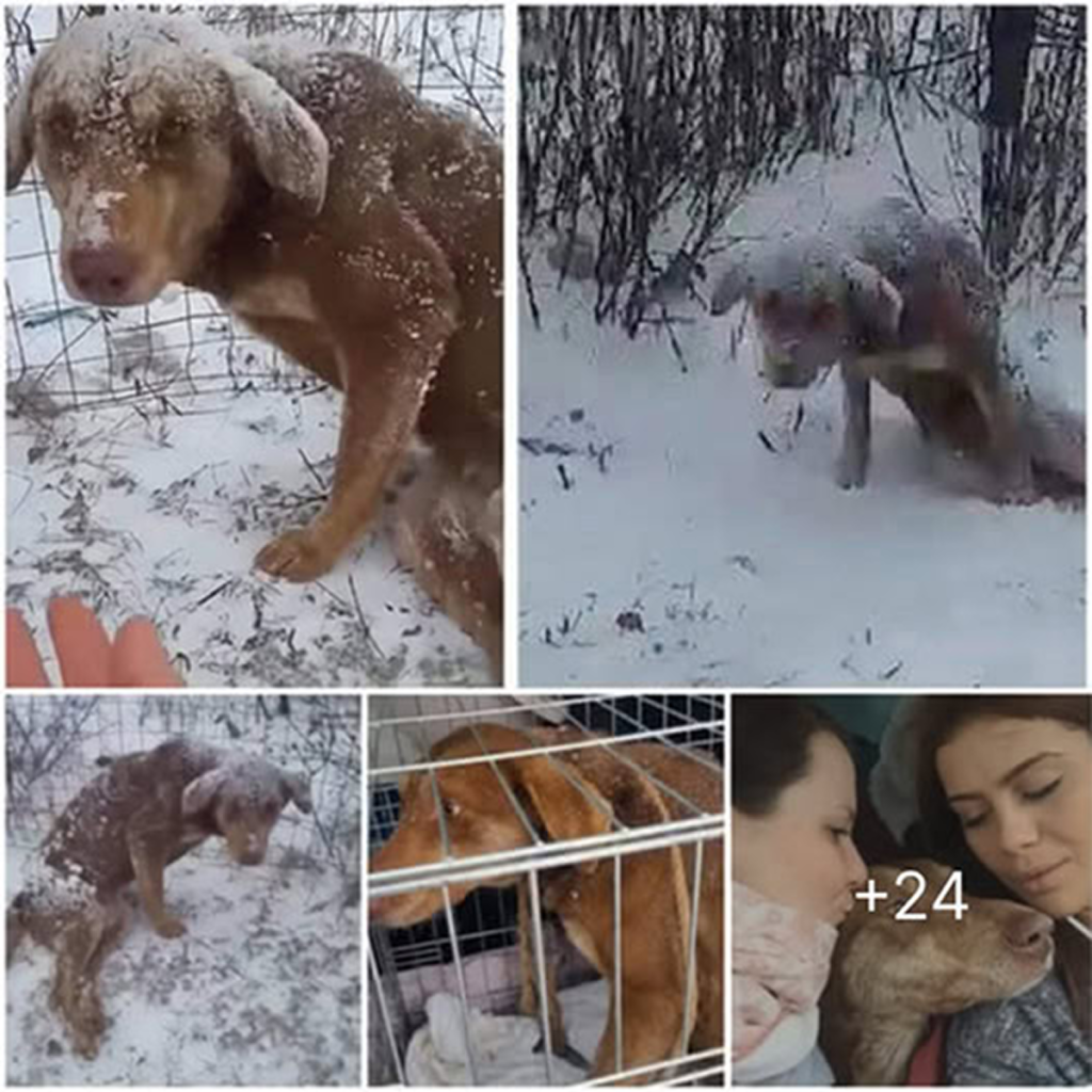 Shivering in the bitter cold, a wounded puppy lets out soft whimpers, breaking the silence as rescuers draw near to offer it a chance at life and love.dvh