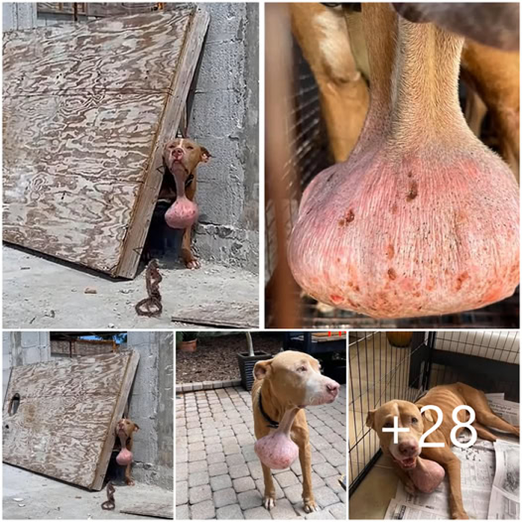 Stumbling upon a dog with a massive neck tumor amidst the chaos of a construction site. dvh