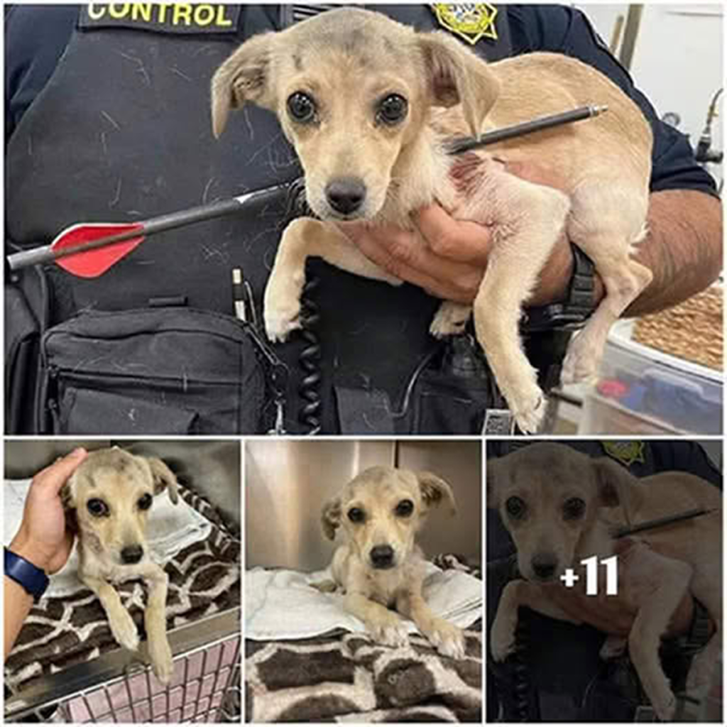 The Inspiring Journey of the Brave ‘Warrior of Hope’ Puppy ‎.dvh