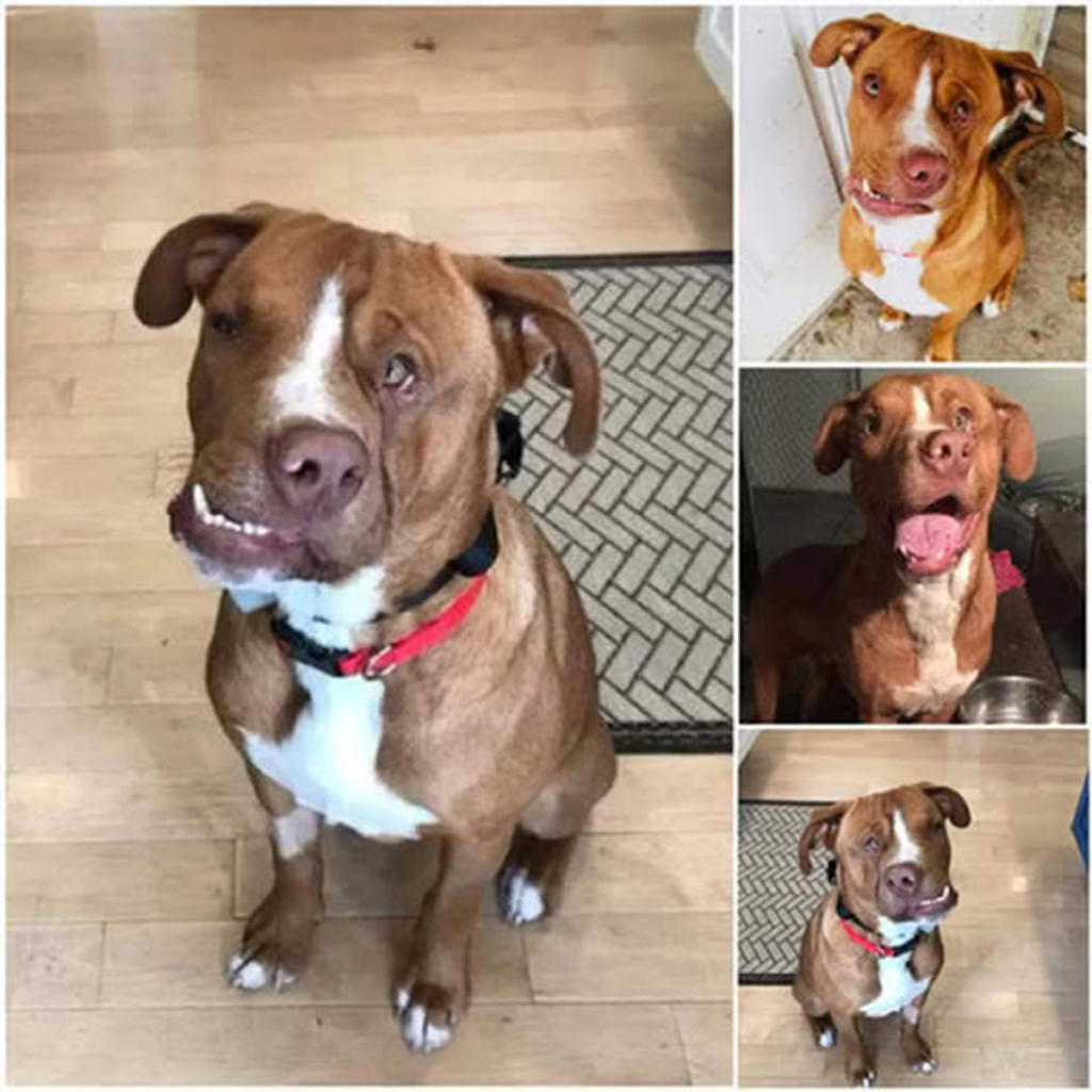 The Touching Story of a Dog’s Journey to a Forever Family-pvth