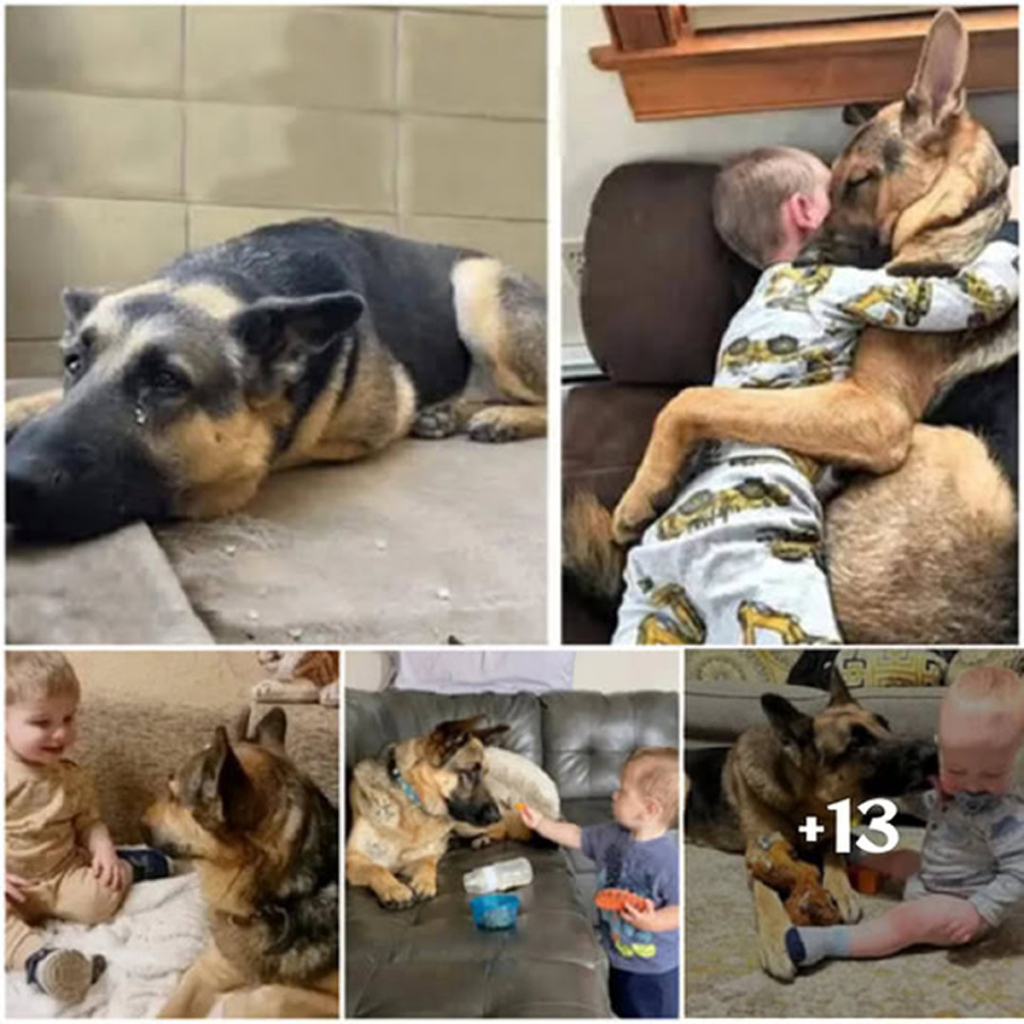 The Uplifting Journey of a Rescue Dog Finding His True Home-pvth