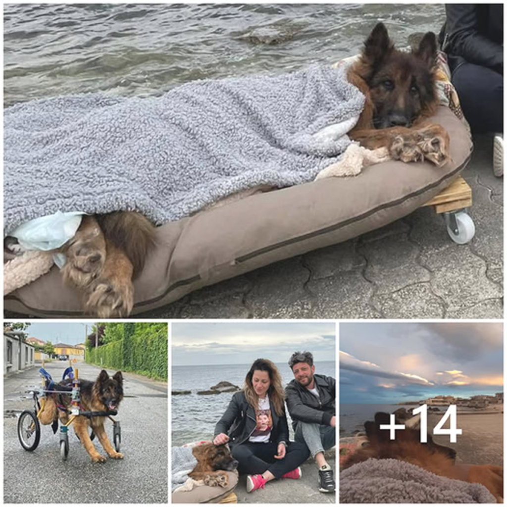 The final journey of a forsaken, paralyzed dog unfolds in quiet courage and heartbreaking solitude.dvh