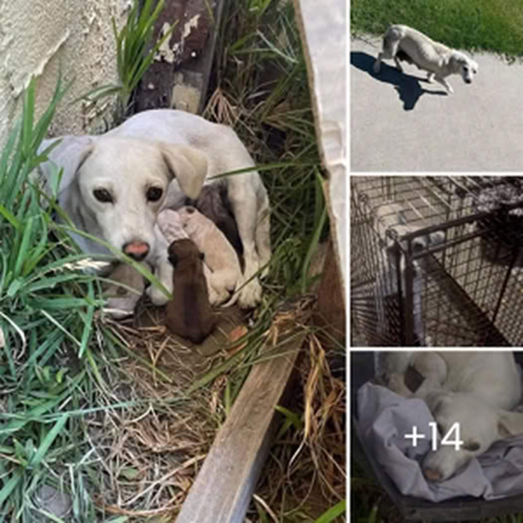 The heartwarming rescue of a mother dog and her just-born puppies. -dtht