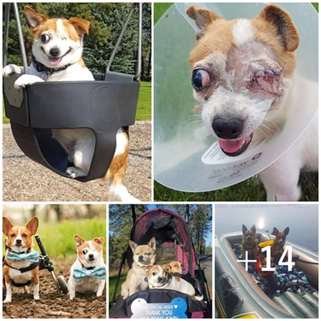 The paralyzed rescue dog, Notorious, together with her blind companion Shady, eloquently demonstrate the priceless value of rescued pets.dvh