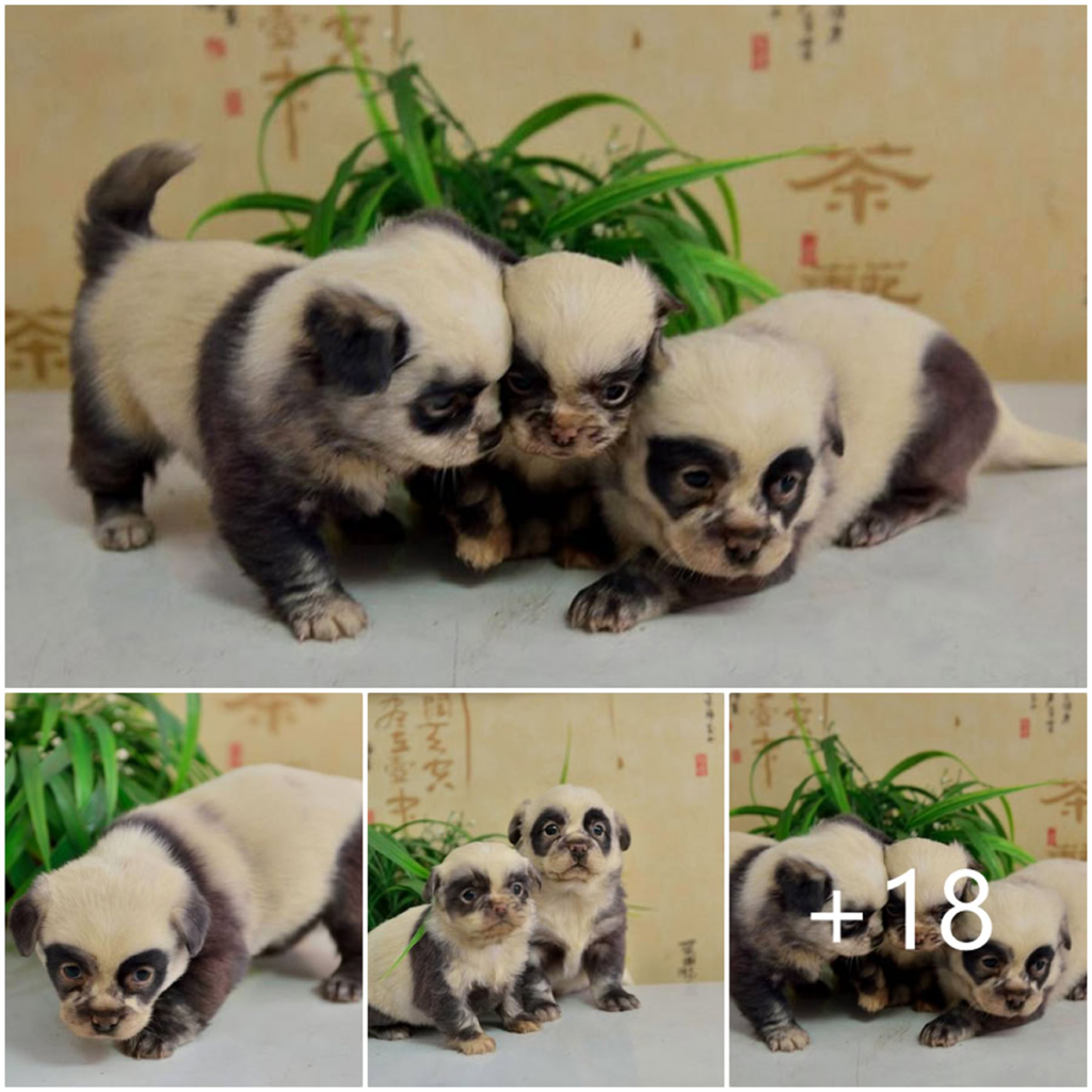These adorable puppies are so fluffy and unique, they could easily be mistaken for tiny panda cubs-pvth