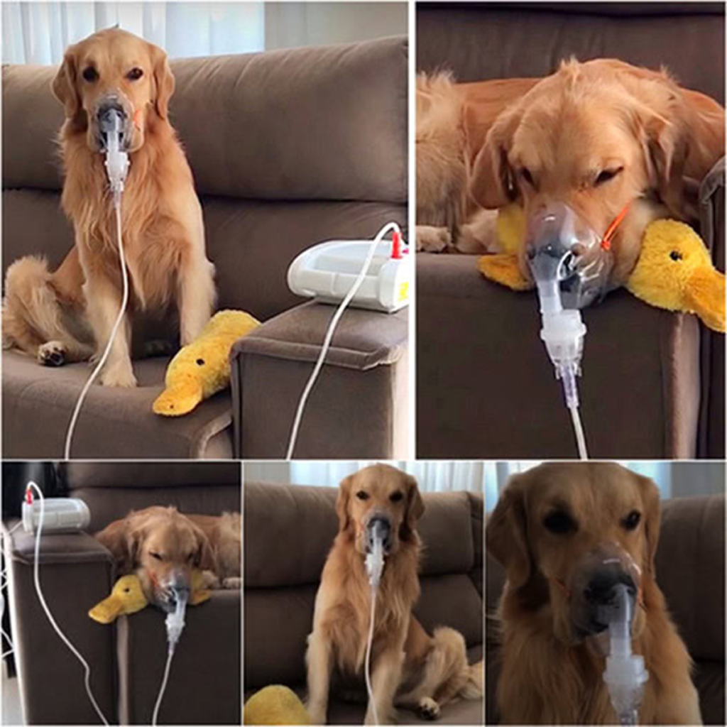 This Golden Retriever calmly accepts his nebulizer treatments, displaying extraordinary patience throughout his healing journey.dvh