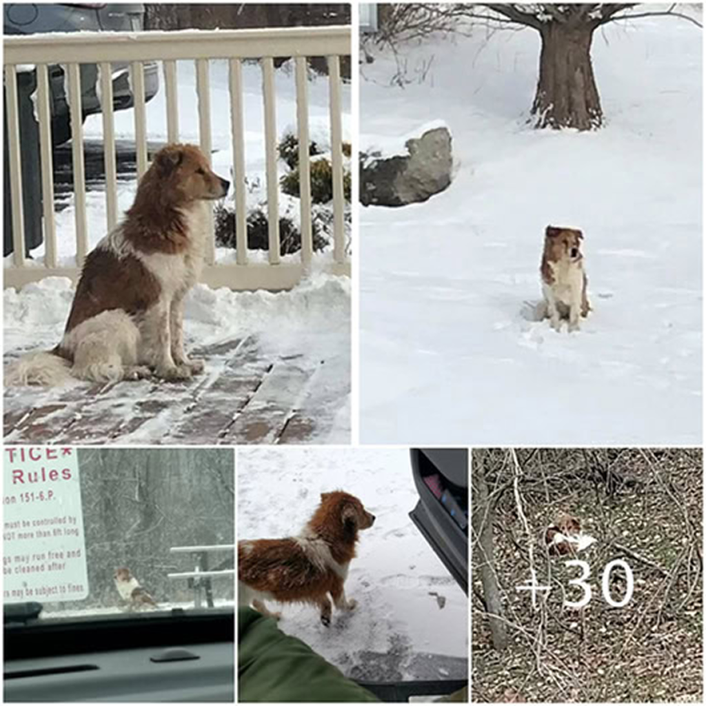 Tossed from a moving car, he ran desperately after his owner until his legs collapsed beneath him—exhausted, heartbroken, and still hoping for love.dvh