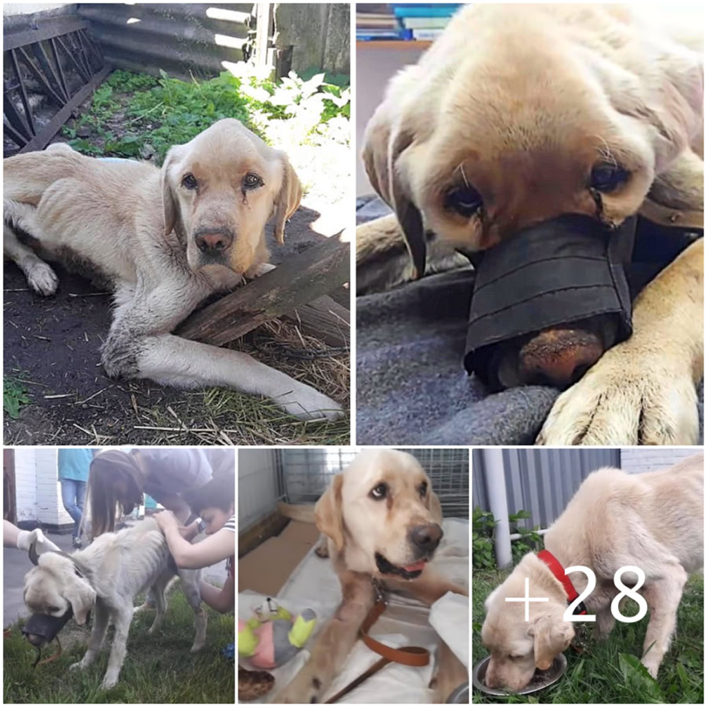 Wasting Away from Hunger and Sickness, the Loyal Dog Waits Day After Day for an Owner Long Gone—Trapped in a Story of Quiet Suffering and Lost Hope-pvth
