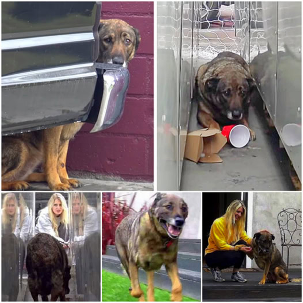 Whenever someone comes near, the frightened and mistreated stray dog trembles and cries, revealing the painful scars of its past. -dtht