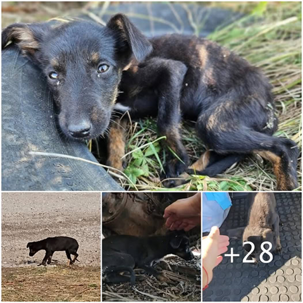 Without a moment’s delay, the rescuers rushed to help a sick puppy discovered all by itself in a remote area. -dtht