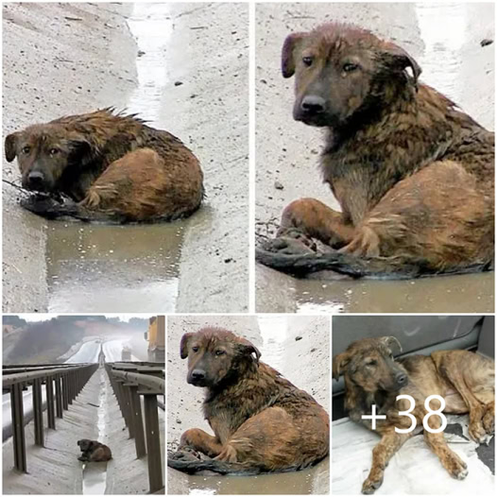 Wounded and abandoned, a dog with broken paws lies still on a bustling highway, clinging to a fragile hope for rescue -ltbl